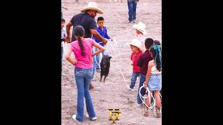 CORRAN Y LAZEN LOS PUERQUITOS [upl. by Eeryk77]