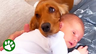 Dog meets baby and immediately falls in love [upl. by Enelrak]