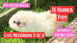 Guinea Pigs LIVE  Part 2  See our 15 Guinea Pigs on the grass [upl. by Harewood]