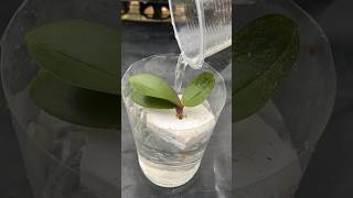 Growing plants in water and surprising results diy short [upl. by Enyad]