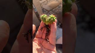 I FOUND A TWO HEADED TREASURE COPIAPOA COQUIMBANA DIMUNATA cactus plants rare [upl. by Ul]