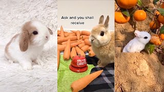 The CUTEST BUNNY RABBITS on the Internet 2023  Easter Bunnies TikTok Compilation 1 [upl. by Aisel673]