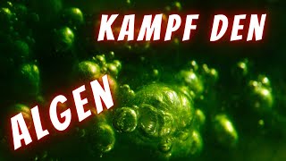 Kampf gegen die Algen  Rettet das Scape Algen im Aquarium richtig bekämpfen effektiv ✅ [upl. by Etra997]