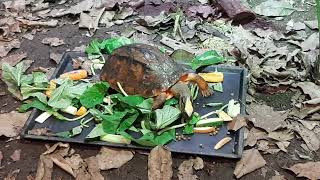 Golden Coin Turtle  Singapore Zoo [upl. by Soalokcin]