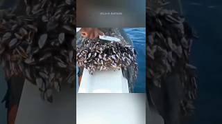 Removing barnacles from sea turtle P1 shorts [upl. by Dymphia]