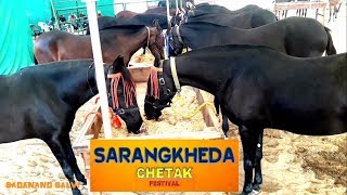 GARI GILL SIRs  Beautiful Collection of Marwari Horses at SARANGKHEDA [upl. by Aihtennek]