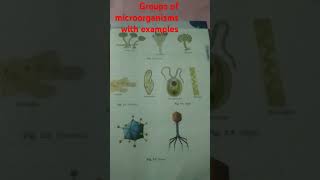 Some major groups of microorganism with exampleNammu6427New educational science Short video [upl. by Rock76]