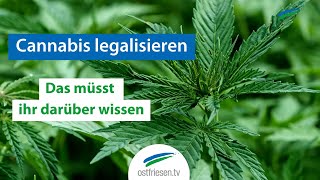 Cannabis soll legalisiert werden  das müsst ihr darüber wissen [upl. by Sukhum675]