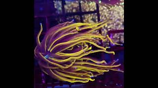 euphyllia reefkeeper aquarium coralaquarium [upl. by Sacram]