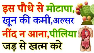 इस पौधे से मोटापा खून की कमी अल्सर नींद ना आना व पीलिया करें जड़ से खत्म  Khoon ki Kami ka ilaj [upl. by Elockcin]