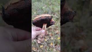 mushroom boletus mushroomrecipe mushroomforest [upl. by Ahcsap586]