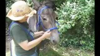 Nurtural Bitless Bridle Demonstration  Sam the Mule Part 1 [upl. by Ciaphus293]