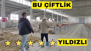 5 YILDIZLI SÜT KOYUN ÇİFTLİĞİ Türkiyenin En İyisi [upl. by Ariat]