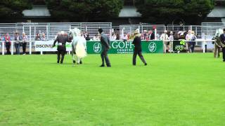 Dublin Horse Show Connemara Pony Stallion Class RDS 2011 [upl. by Verlee]