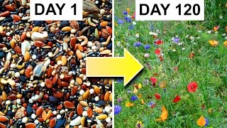 Growing a Bed of Wildflowers From Seed 162day Timelapse [upl. by Irac925]