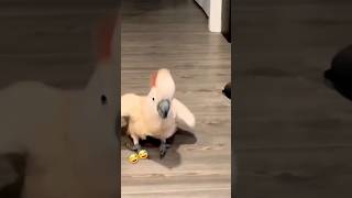 foryou funnnyvideo parrot cute [upl. by Johppah]