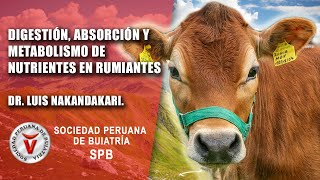 Digestión absorción y metabolismo de nutrientes en rumiantes [upl. by Ninnetta]