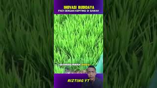 inovasi budidaya padi dengan kepiting di sawah shorts [upl. by Adnauqal]