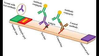 Demystifying Lateral Flow Assay Diagnostic Kit [upl. by Allare]