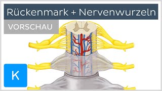 Rückenmark Rückenmarkshäute und Nervenwurzeln Vorschau  Kenhub [upl. by Werdn]