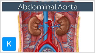 Abdominal Aorta  Branches and Anatomy  Human Anatomy  Kenhub [upl. by Rex950]