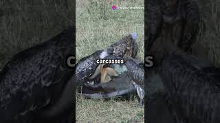 Top 5 Most Dangerous Vultures in the World [upl. by Lacy]