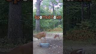 300 Spots fawn whitetaildeer entertainment [upl. by Stutzman]