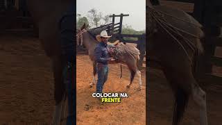 Barrigueira na virilha vazio fez seu burro pular Veja isso 😳 escolademuladeiros muladeiros [upl. by O'Donovan]