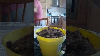 Planting Mango Seeds [upl. by Millwater]