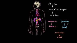 Introduction au système endocrinien [upl. by Annaert875]