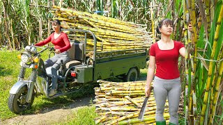 Harvesting Many Sugarcane Goes To Sell To Villagers  Farm Life  Tiểu Vân Daily Life [upl. by Tiana]