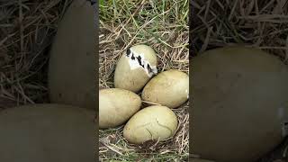 Life in an eider duck sanctuary [upl. by Gilbertson]