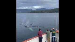 The Boat Company Alaska Cruise  Whale Watching [upl. by Accem]