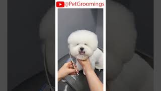 BICHIONS Shocking New FACIAL Haircut doggroominglife cutepet puppy groominglife dogbreed [upl. by Curcio]