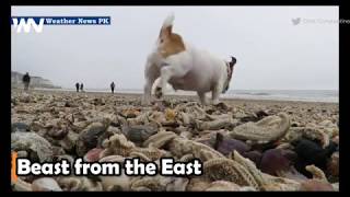 Dead starfish and lobsters washed up on beaches Beast from the East [upl. by Aikimat]