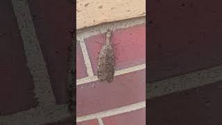 CUTE DOBSONFLY bugs dobsonfly bigbug [upl. by Ahsemal749]