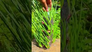 Grow Fresh Green Onions at Home  No Garden Needed gardening gardeningtips nature [upl. by Goddord]