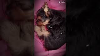 Yorki dogui perritosamorfelicidad likeandsubscribe [upl. by Myrle]