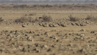 spotted sandgrouse Pterocles senerare bird exclusive video of flock with beautiful call vaku vaku [upl. by Znerol]