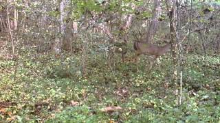 Deer on Wildview Trail Cam [upl. by Hinkle97]