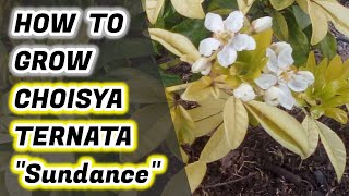 How To Grow Choisya Ternata Sundance Mexican Orange Blossom [upl. by Jovitta]