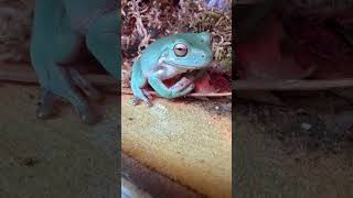 Sandfire blue dumpy frog sitting on a branch [upl. by Enomys]