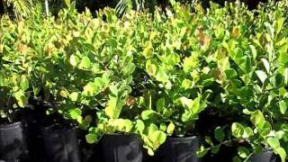 Coco Plum Hedge  7862552832  We Deliver [upl. by Clark]