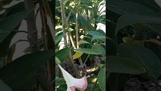 🌴Brugmansia Blooms🌴Joses Tropical Garden central NJ 🌴 [upl. by Odranar894]