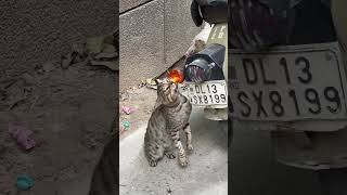 Rate this street bully from 1 to 10desi cats pets animals straycat cutealert streetpaws paws [upl. by Erolyat]