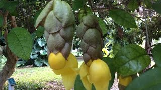 Gmelina philippensis  Parrots Beak  Shrub woody vine [upl. by Angle]