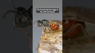 Local science Parasitic wasps create nursery inside tree at Franklin Parker Preserve [upl. by Xylon561]