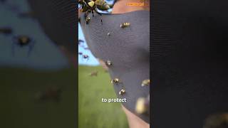 DescriptionHow To Survive A Swarm Of Bees😱 shorts [upl. by Daukas]