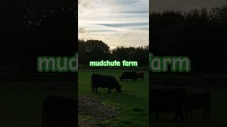 mudchute farm london October 2024 [upl. by Anelaj]