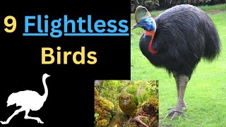 9 Flightless Birds Difference between Ostrich Emu Rhea Cassowary Tips [upl. by Husein]